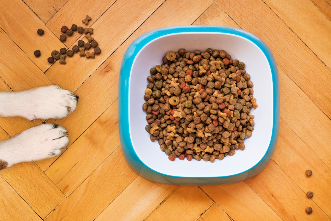 Top Pet Food Reviews: Finding the Best for Your Furry Friend