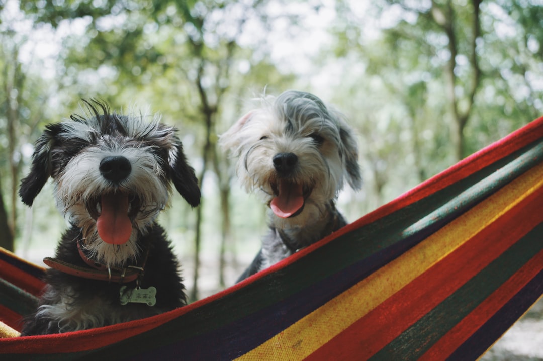 Must-Have Pet Travel Gear: Your Furry Friend’s Essential Accessories